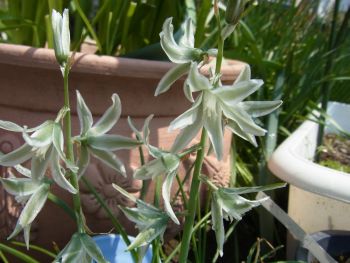 ガラスの花