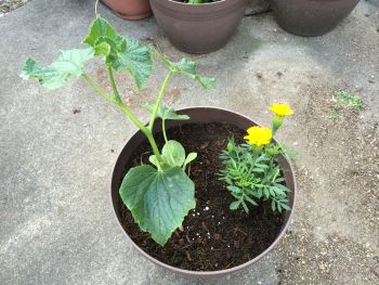 接木キユウリ