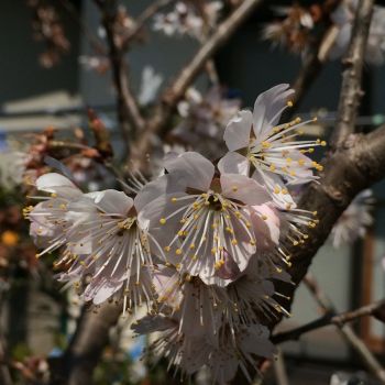 さくらんぼの花