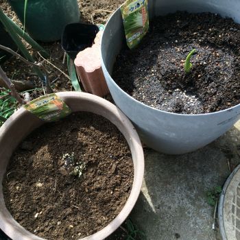 うるいを植える