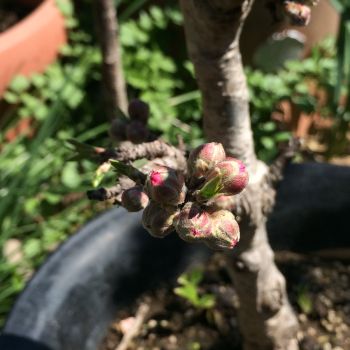 花桃