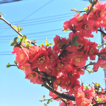 木瓜