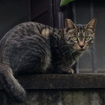 猫ちゃん