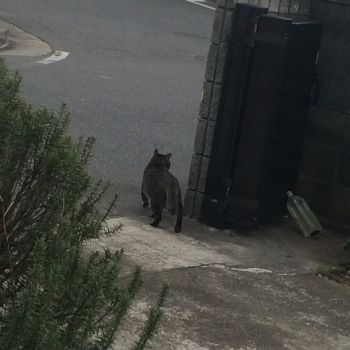 にゃんこ