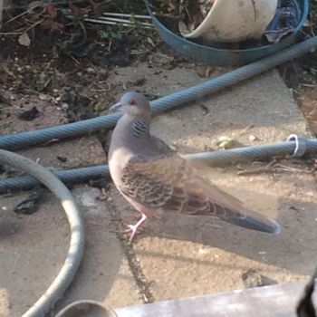 鳩