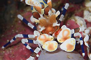 200704フリソデエビ(タイ/ランタ島)