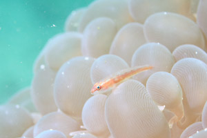 ウミタケハゼonミズタマサンゴ