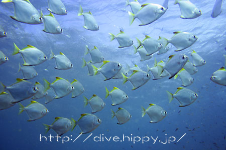 ヒメツバメウオの群れ 水中写真のサイト デジdive ブログ