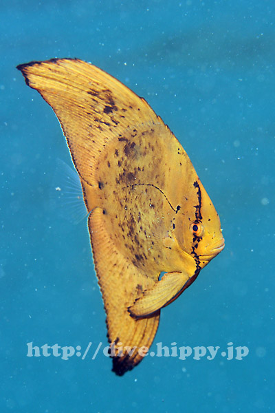 枯葉に擬態してる ナンヨウツバメウオの幼魚 水中写真のサイト デジdive ブログ