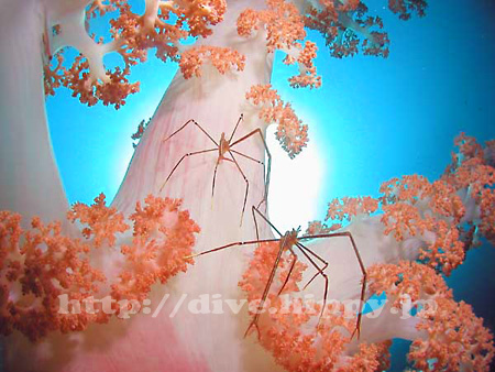 オルトマンワラエビ@伊豆大島/Ortmanns spider-crab