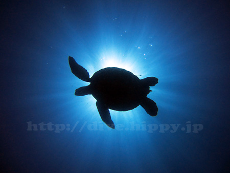 海ガメ水中写真