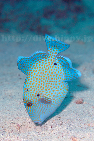 イソモンガラ若魚
