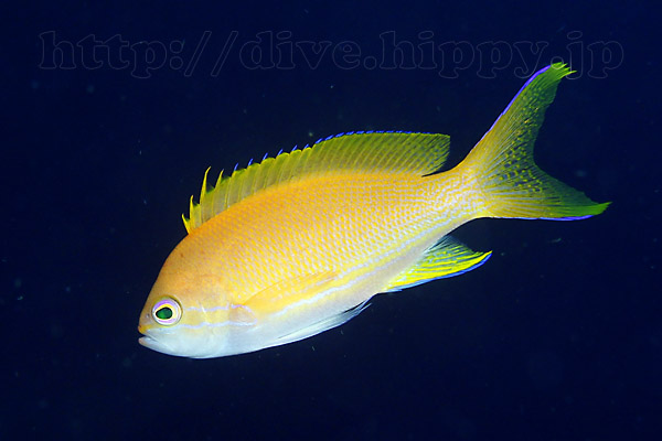 スミレナガハナダイの雌 メス 水中写真のサイト デジdive ブログ
