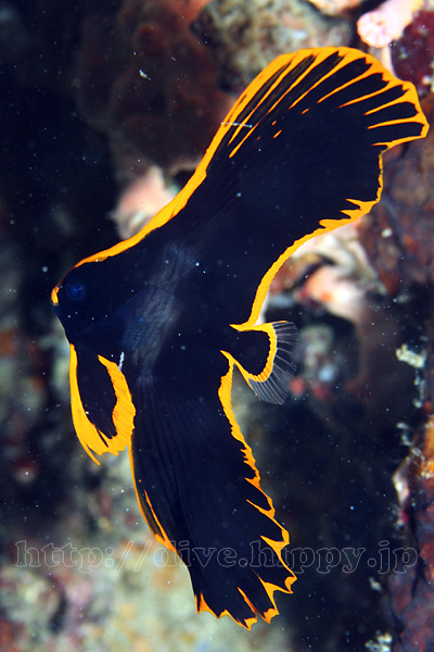 アカククリ幼魚のフチ | 水中写真のサイト「デジDive」ブログ