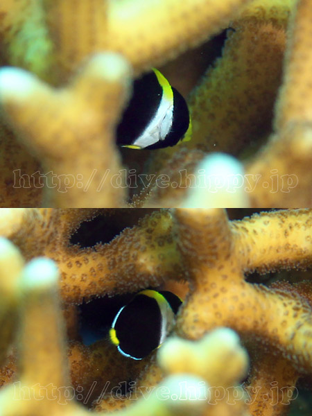 チリメンヤッコ幼魚とヤリカタギ幼魚 水中写真のサイト デジdive ブログ