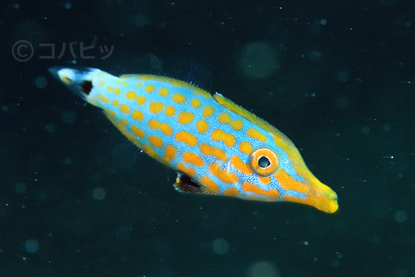 テングカワハギ テングカワハギ