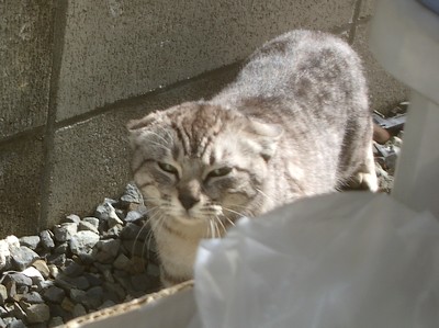 野良猫さん。