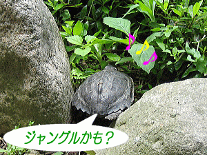 樹海を発見!?