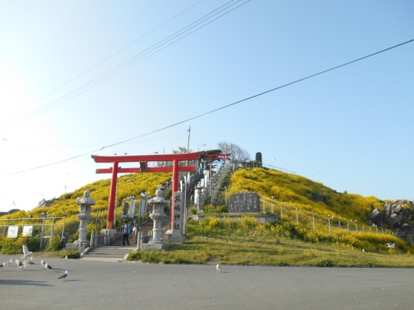 菜の花がキレイ☆蕪島神社