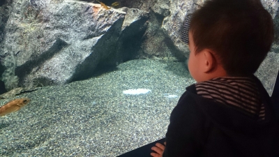 水族館もぐらんぴあの水槽のお魚に興味津々の息子(^^)