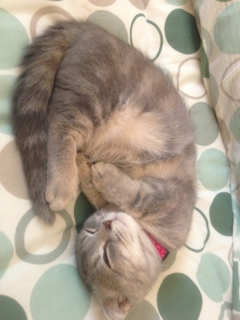 耳折れマンチカン居眠り