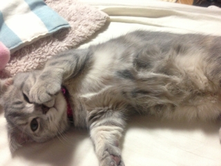 寝起きの猫