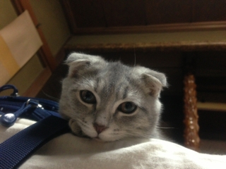 顔アップ耳折れマンチカン