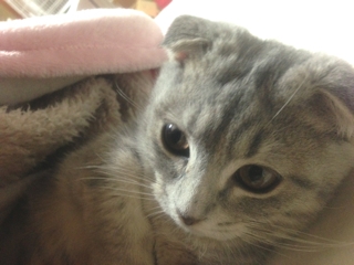 美猫マンチカン