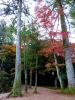 玉造神社の紅葉