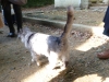 真名井遺跡の猫