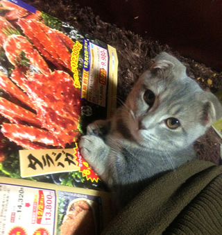 こたつのマンチカン