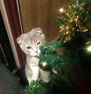 クリスマスマンチカン