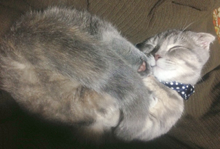マンチカン眠り猫