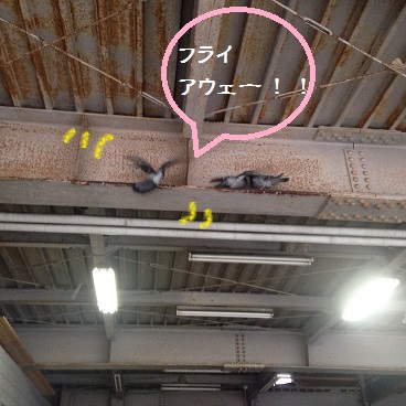 羽ばたくハト1.JPG