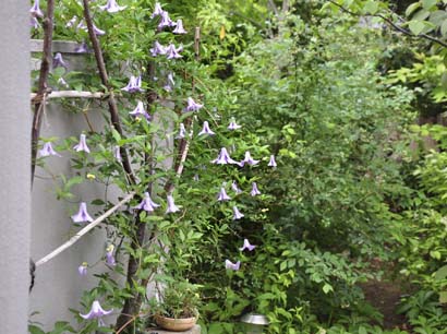 クレマチス・ベティーコーニング | タマの田舎暮らし
