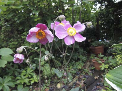 赤花秋明菊と秋のギボウシ タマの田舎暮らし