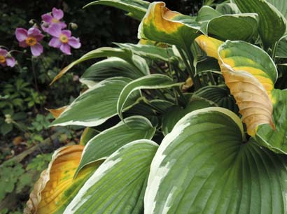 赤花秋明菊と秋のギボウシ タマの田舎暮らし