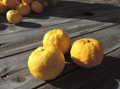 yuzu5.jpg