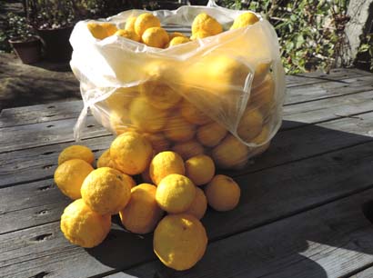 yuzu3.jpg