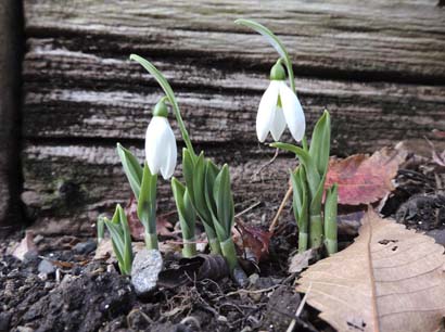 snowdrop3.jpg