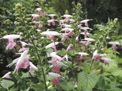 salvia4.jpg