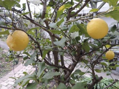 lemon4.jpg