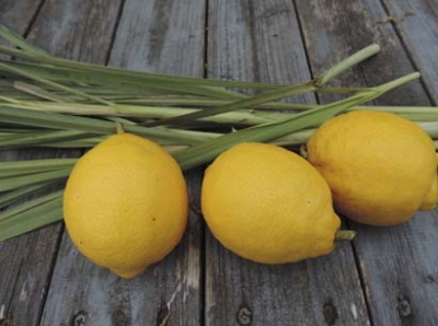 lemon5.jpg