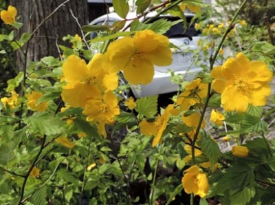 sirobanamansaku6.jpg