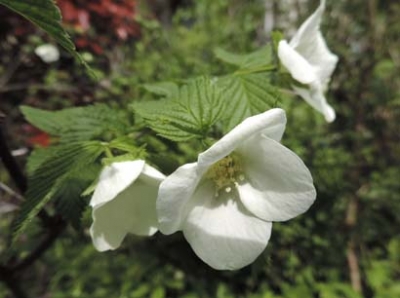 sirobanamansaku5.jpg