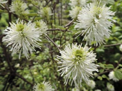 sirobanamansaku3.jpg