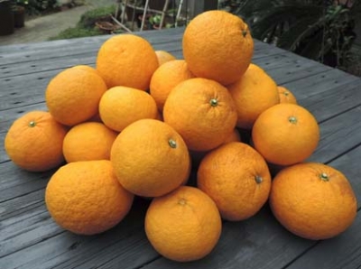 natumikanjam4.jpg