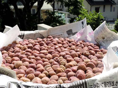 umebosi5.jpg