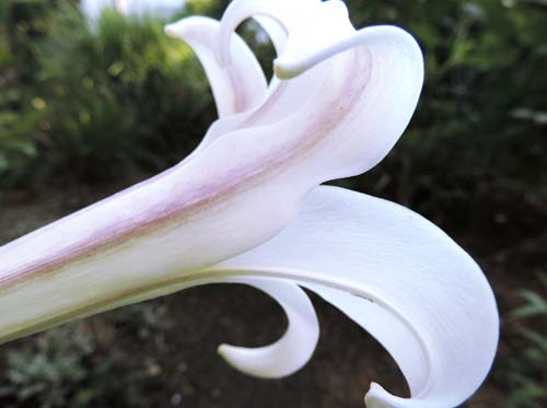 anaguma5.jpg