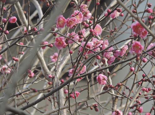 kariflower1.jpg